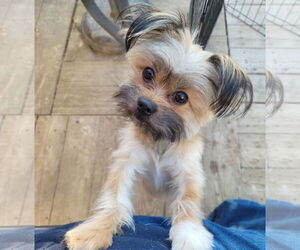 Shiranian Dogs for adoption in FAIRLAWN, OH, USA
