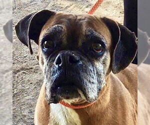 Boxer Dogs for adoption in Davis, CA, USA