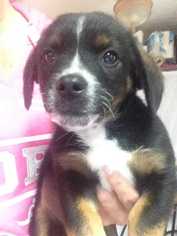 Medium Photo #1 Dachshund Puppy For Sale in Conway, AR, USA