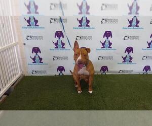 American Pit Bull Terrier Dogs for adoption in Orlando, FL, USA