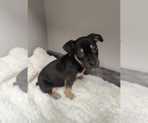 American Pit Bull Terrier-Labrador Retriever Mix Dogs for adoption in St. Louis Park, MN, USA