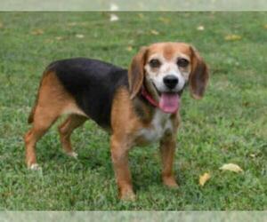 Beagle Dogs for adoption in Easton, MD, USA