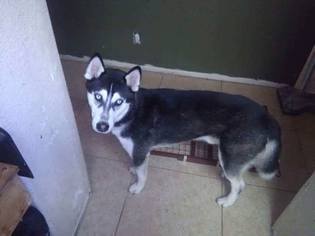 Medium Photo #1 Siberian Husky Puppy For Sale in Los Banos, CA, USA