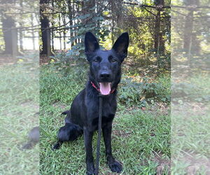 German Shepherd Dog Dogs for adoption in Mt. Airy, MD, USA