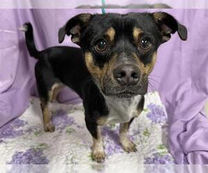 Raggle Dogs for adoption in Modesto, CA, USA