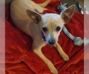 Medium Photo #1 Chihuahua-Unknown Mix Puppy For Sale in Dallas, TX, USA