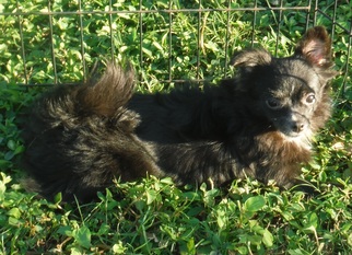 Maltipom Dogs for adoption in Commerce, GA, USA
