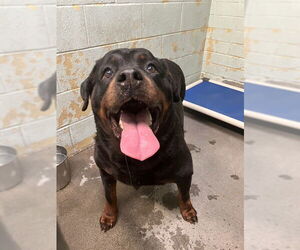 Rottweiler Dogs for adoption in Stockton, CA, USA