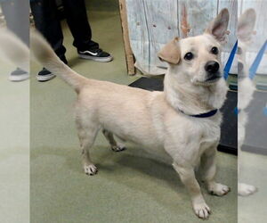 Dorgi Dogs for adoption in Mission Viejo, CA, USA