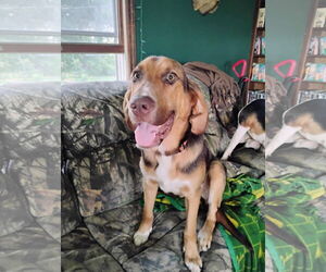 Mutt Dogs for adoption in Clinton , MI, USA