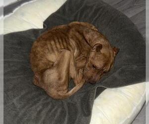 American Staffordshire Terrier Dogs for adoption in San Antonio, TX, USA