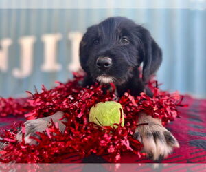 Medium Photo #2 Australian Shepherd-Unknown Mix Puppy For Sale in Pacolet, SC, USA