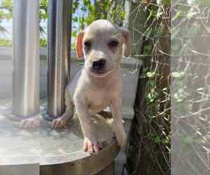 Chihuahua-Labrador Retriever Mix Dogs for adoption in Brewster, NY, USA