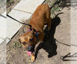 Pembroke Welsh Corgi-Unknown Mix Dogs for adoption in Aurora, CO, USA