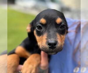 Basset Hound-Unknown Mix Dogs for adoption in Yardley, PA, USA