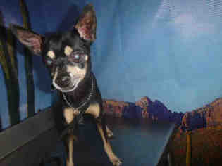 Miniature Pinscher Dogs for adoption in Henderson, NV, USA