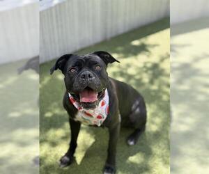 Mastiff-Unknown Mix Dogs for adoption in San Martin, CA, USA