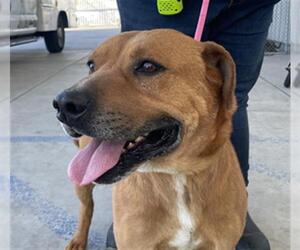American Pit Bull Terrier-Labrador Retriever Mix Dogs for adoption in Bakersfield, CA, USA