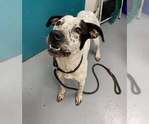 Dalmatian-Pointer Mix Dogs for adoption in Peoria, IL, USA