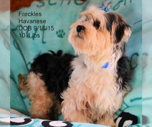 Havanese Dogs for adoption in Bon Carbo, CO, USA