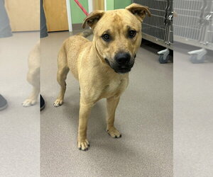 Staffordshire Bull Terrier Dogs for adoption in La Porte, IN, USA