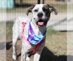 Boxapoint Dogs for adoption in San Antonio, TX, USA