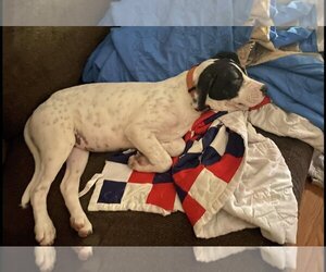 Mutt Dogs for adoption in Poplar Bluff, MO, USA