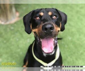 Black and Tan Coonhound Dogs for adoption in West Palm Beach, FL, USA