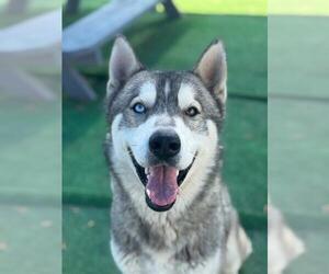 Siberian Husky Dogs for adoption in Redlands, CA, USA