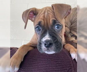 Boxer Dogs for adoption in Salinas, CA, USA
