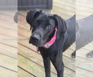 Great Dane Dogs for adoption in Albany , IL, USA