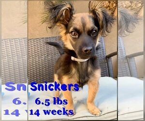 Chion Dogs for adoption in Lake Elsinore, CA, USA