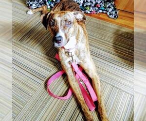 Plott Hound Dogs for adoption in Dallas, TX, USA