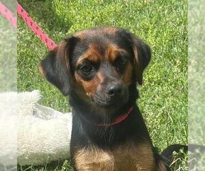 Beagle-Chihuahua Mix Dogs for adoption in Yardley, PA, USA