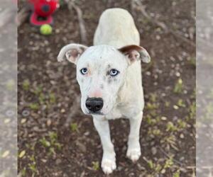 Labrador Retriever Dogs for adoption in Conroe, TX, USA