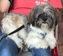 Shih Tzu Dogs for adoption in O Fallon, MO, USA