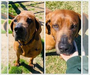 Redbone Coonhound Dogs for adoption in Westminster, MD, USA