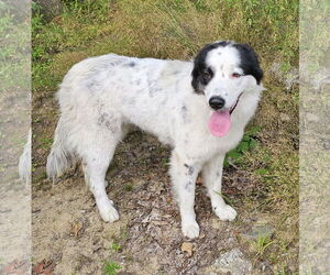 Great Pyrenees-Unknown Mix Dogs for adoption in Croydon, NH, USA