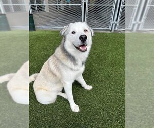 Pyrenees Husky Dogs for adoption in Baytown, TX, USA