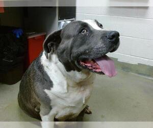 American Pit Bull Terrier Dogs for adoption in Moreno Valley, CA, USA