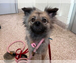 Chiranian Dogs for adoption in Pueblo, CO, USA