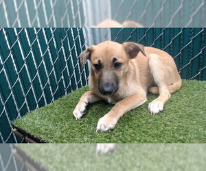 Chihuahua-Unknown Mix Dogs for adoption in Downey, CA, USA
