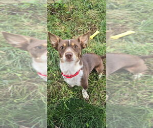 Chihuahua Dogs for adoption in Greenbelt, MD, USA