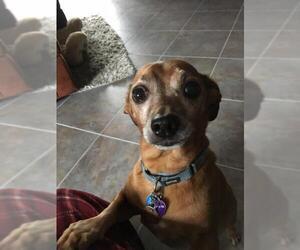 Dachshund Dogs for adoption in Battle Ground, WA, USA
