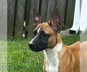 Carolina Dog-Unknown Mix Dogs for adoption in Canton, CT, USA