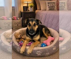 German Shepherd Dog-Unknown Mix Dogs for adoption in Globe, AZ, USA