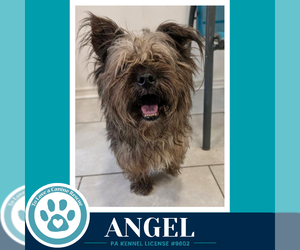 Toxirn Dogs for adoption in Kimberton, PA, USA