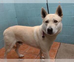 German Shepherd Dog-Unknown Mix Dogs for adoption in Downey, CA, USA