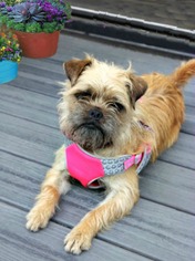 Brussels Griffon Dogs for adoption in Redondo Beach, CA, USA