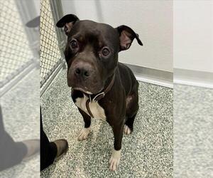 American Pit Bull Terrier Dogs for adoption in Salisbury, NC, USA